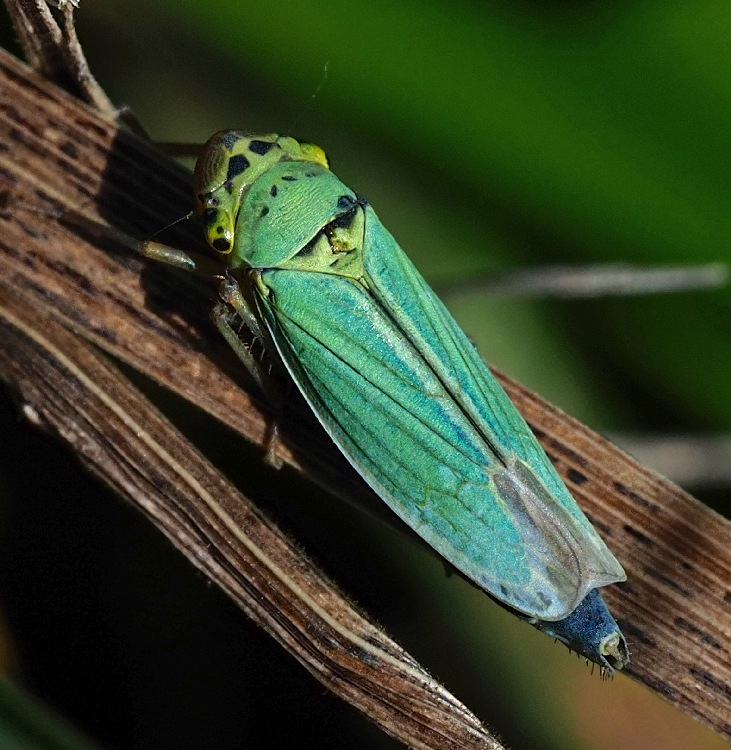 Binsenschmuckzikade, Cicadella viridis Weibchen